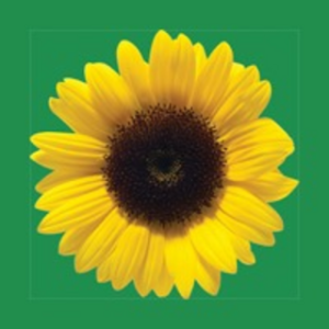 HDSUNFLOWER